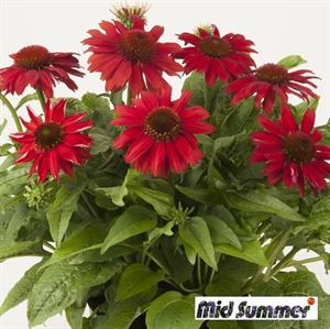 Bild von VP Echinacea P19 Sombrero Salsa Red